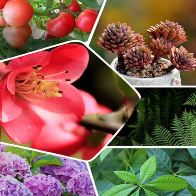 Engrais concentré pour redonner vie à vos plantes naturellement