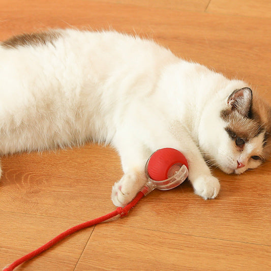 Jouet rebondissant pour chats actifs et curieux
